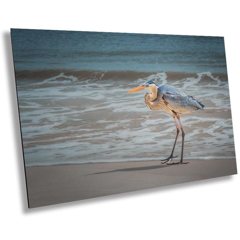 A wall art print featuring a great blue heron standing on a beach with the ocean in the background.