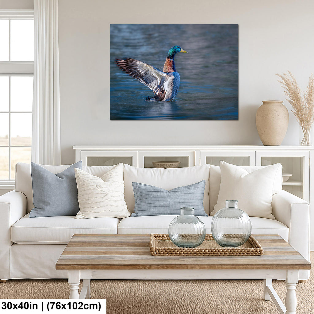 Winged Display: Mallard Duck Tucson Arizona Photography Wall Art