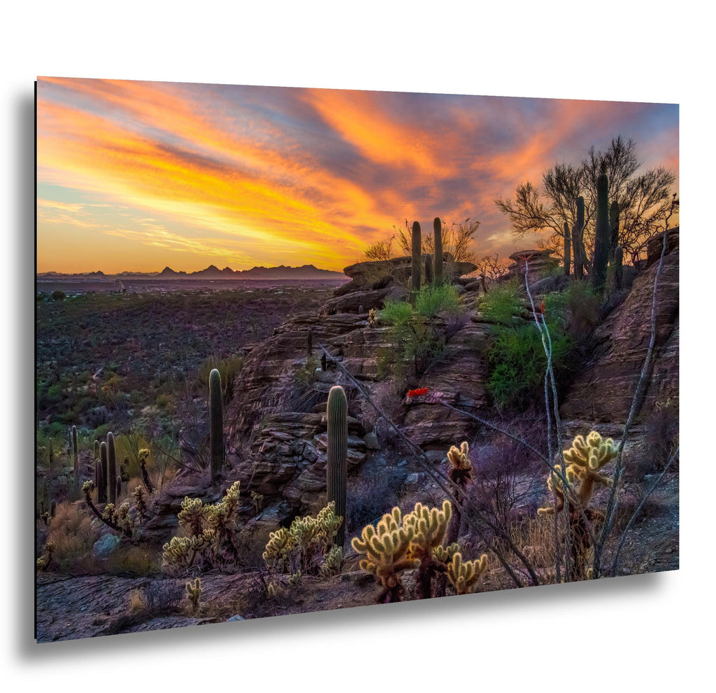Sonoran Desert Sunset Overlook with Saguaros and Cholla Tucson Arizona Photography Print