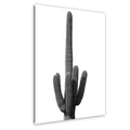 Black and white photo of a cactus on a white background