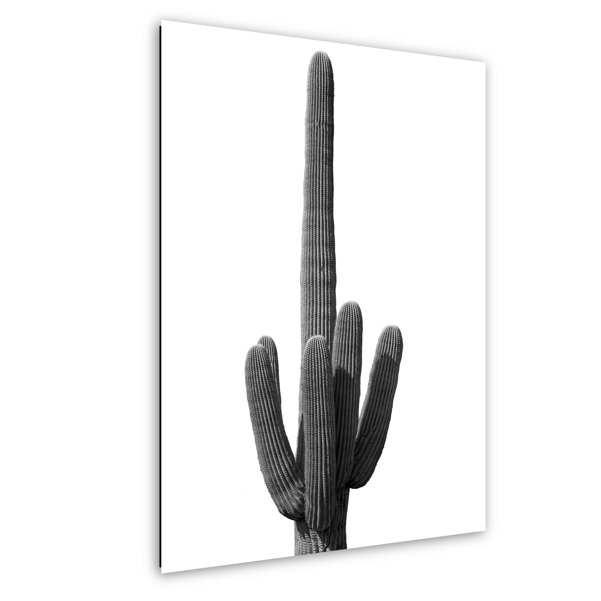 Black and white photo of a cactus on a white background