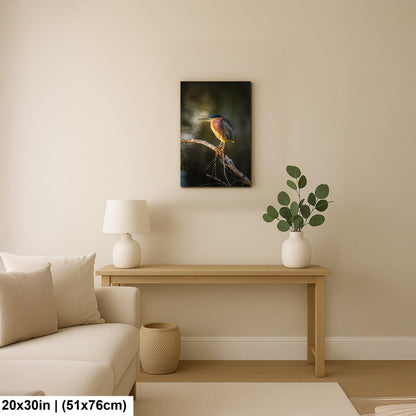 Green Heron Photography Print, Agua Caliente Park Tucson Arizona, Bird Wall Art, Nature Home Decor, Wildlife Gift