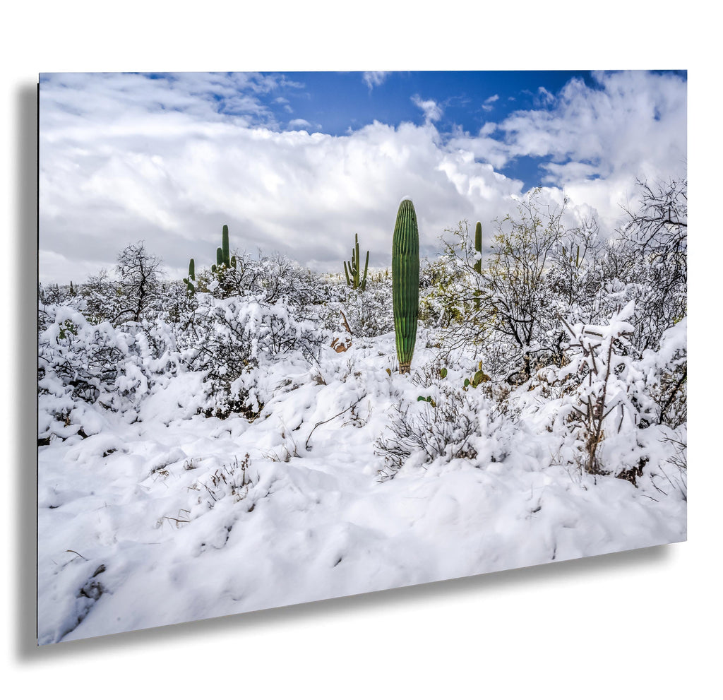 Snow-covered saguaros and desert landscape under blue sky in Saguaro National Park, Tucson Arizona.