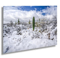 Snow-covered saguaros and desert landscape under blue sky in Saguaro National Park, Tucson Arizona.