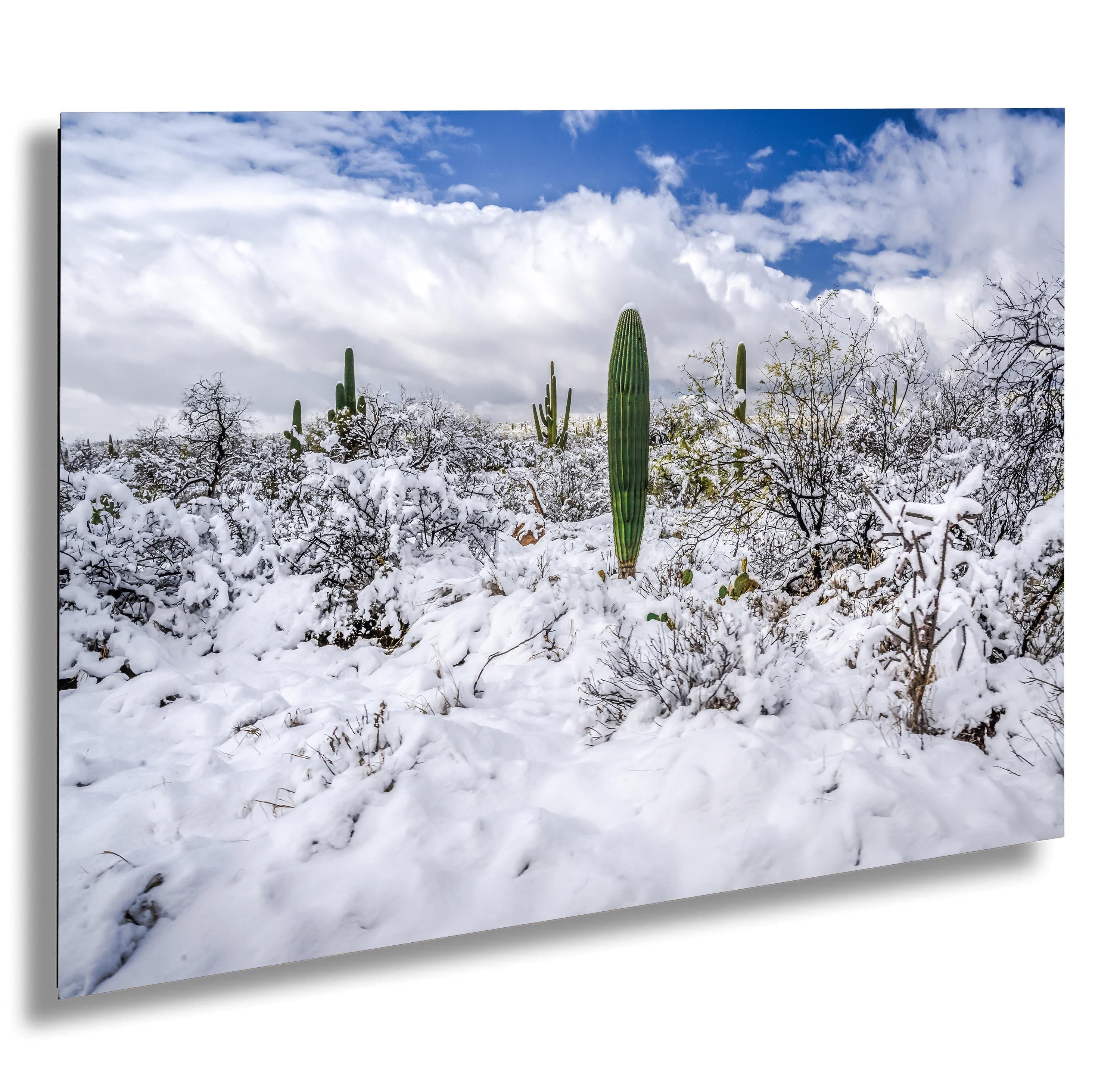 Snow-covered saguaros and desert landscape under blue sky in Saguaro National Park, Tucson Arizona.