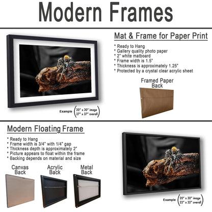 Arizona Blonde Tarantula on Desert Wood Southwest Wildlife Photography Print