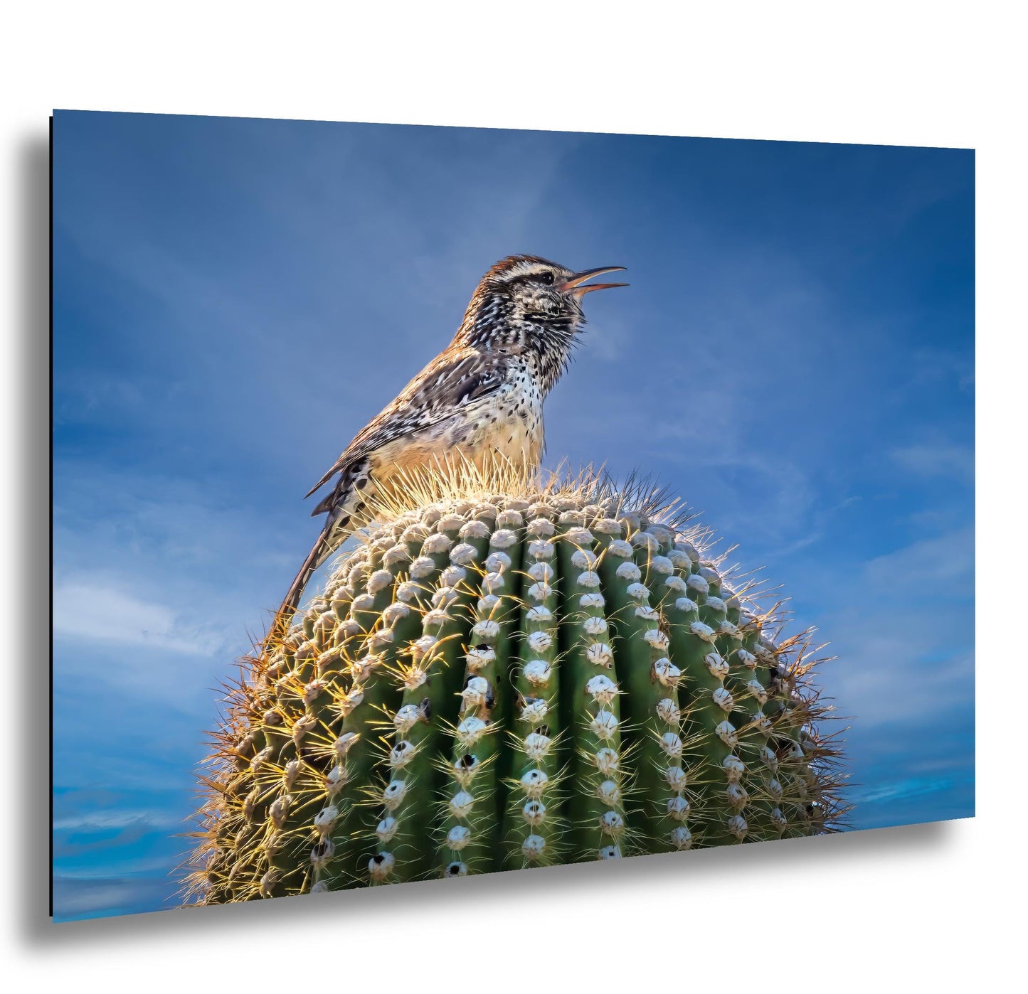 Cactus Wren on Saguaro Tucson Arizona Wildlife Nature Wall Art Photography Print, Sonoran Desert Bird Canvas Photo Blue Sky  Metal Decor