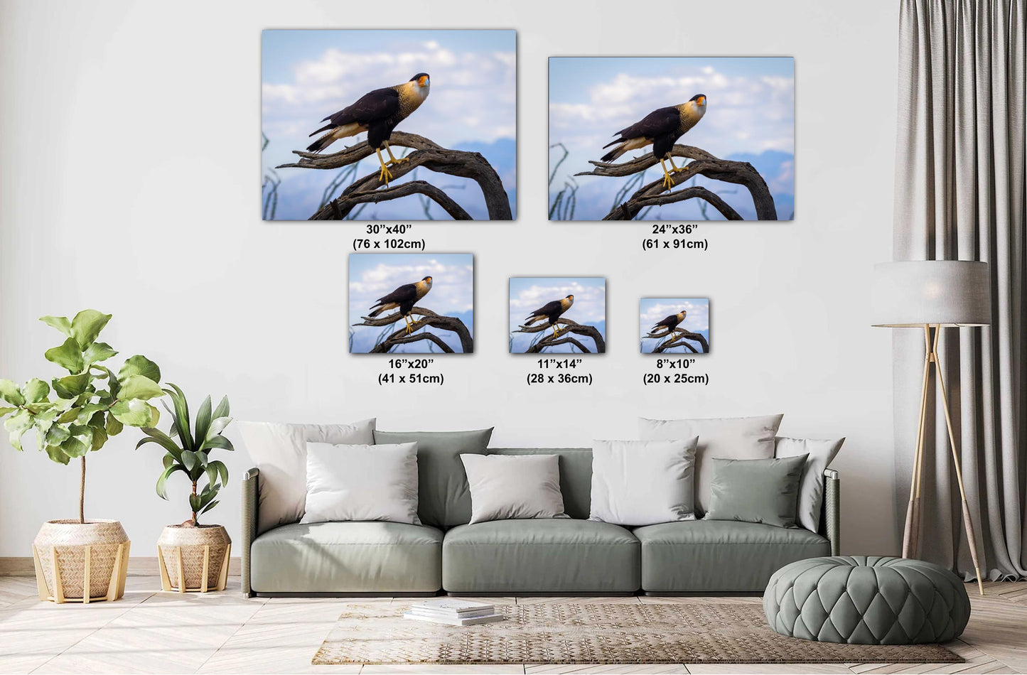 Crested Caracara Fine Art Print: Arizona Desert Wildlife Photography
