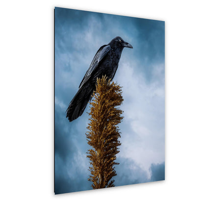 Raven Perched on Golden Agave Stalk - Dramatic Bird Wildlife Photography Print