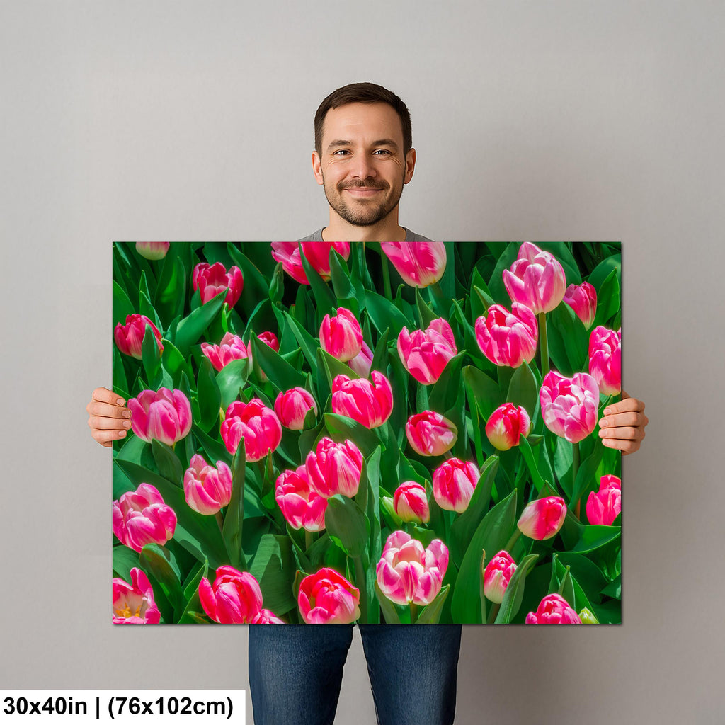 Pink Harmony: Pink Tulips Las Vegas Nevada Flower Photography Wall Art