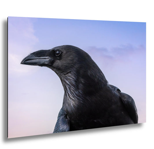 Raven Portrait Print: Arizona Desert Sky Wildlife Photography