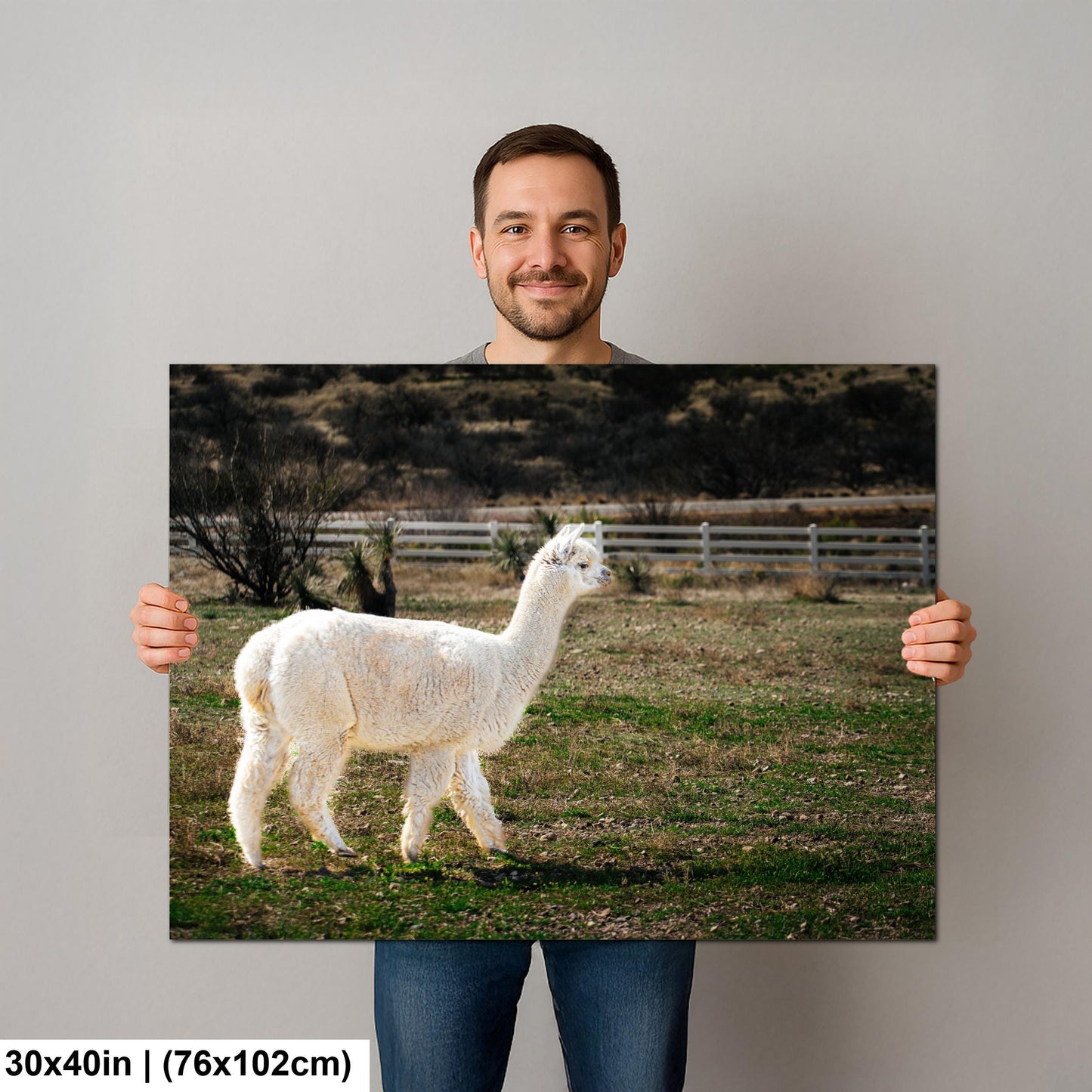 White Alpaca Walking in Pasture - South American Camelid Photography Print