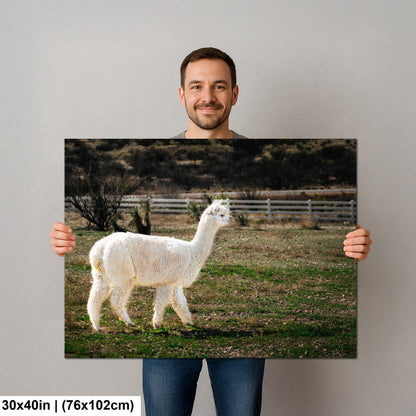 White Alpaca Walking in Pasture - South American Camelid Photography Print