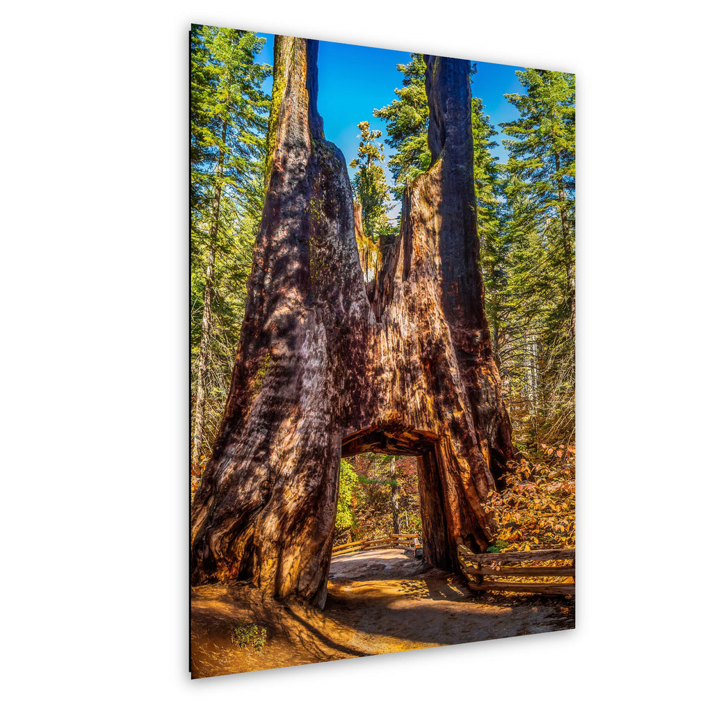 Giant Gateway: Tuolumne Grove Yosemite National Park Photography Wall Art