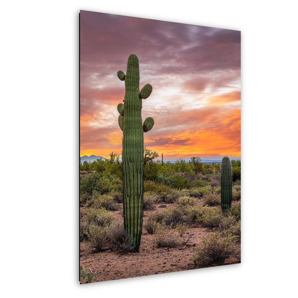 Sonoran Desert with Tall Saguaro Cactus Arizona Wall Art Photography Hanging Home Decor