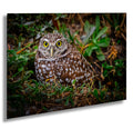 Burrowing Owl with Bright Eyes – The Watchful Guardian of Cape Coral The Americas Print Wall Art Photography Aluminum/Acrylic/Metal/Canvas