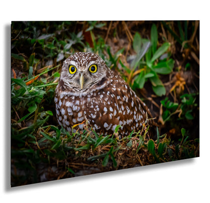 Burrowing Owl with Bright Eyes – The Watchful Guardian of Cape Coral The Americas Print Wall Art Photography Aluminum/Acrylic/Metal/Canvas