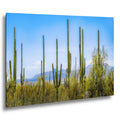 Panoramic Saguaro Desert Landscape, Tucson Arizona Photography Print, Southwest Wall Art, Cactus Decor, Desert Mountain View
