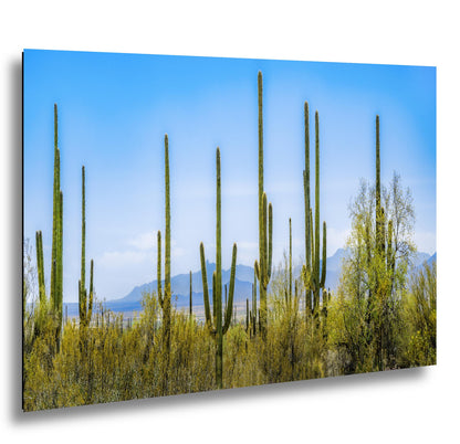 Panoramic Saguaro Desert Landscape, Tucson Arizona Photography Print, Southwest Wall Art, Cactus Decor, Desert Mountain View
