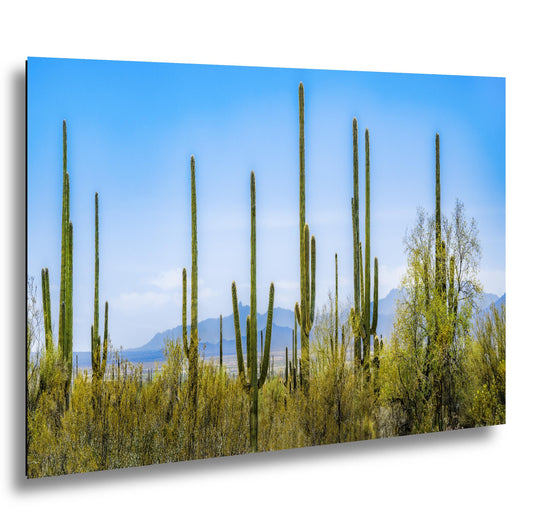 Panoramic Saguaro Desert Landscape, Tucson Arizona Photography Print, Southwest Wall Art, Cactus Decor, Desert Mountain View
