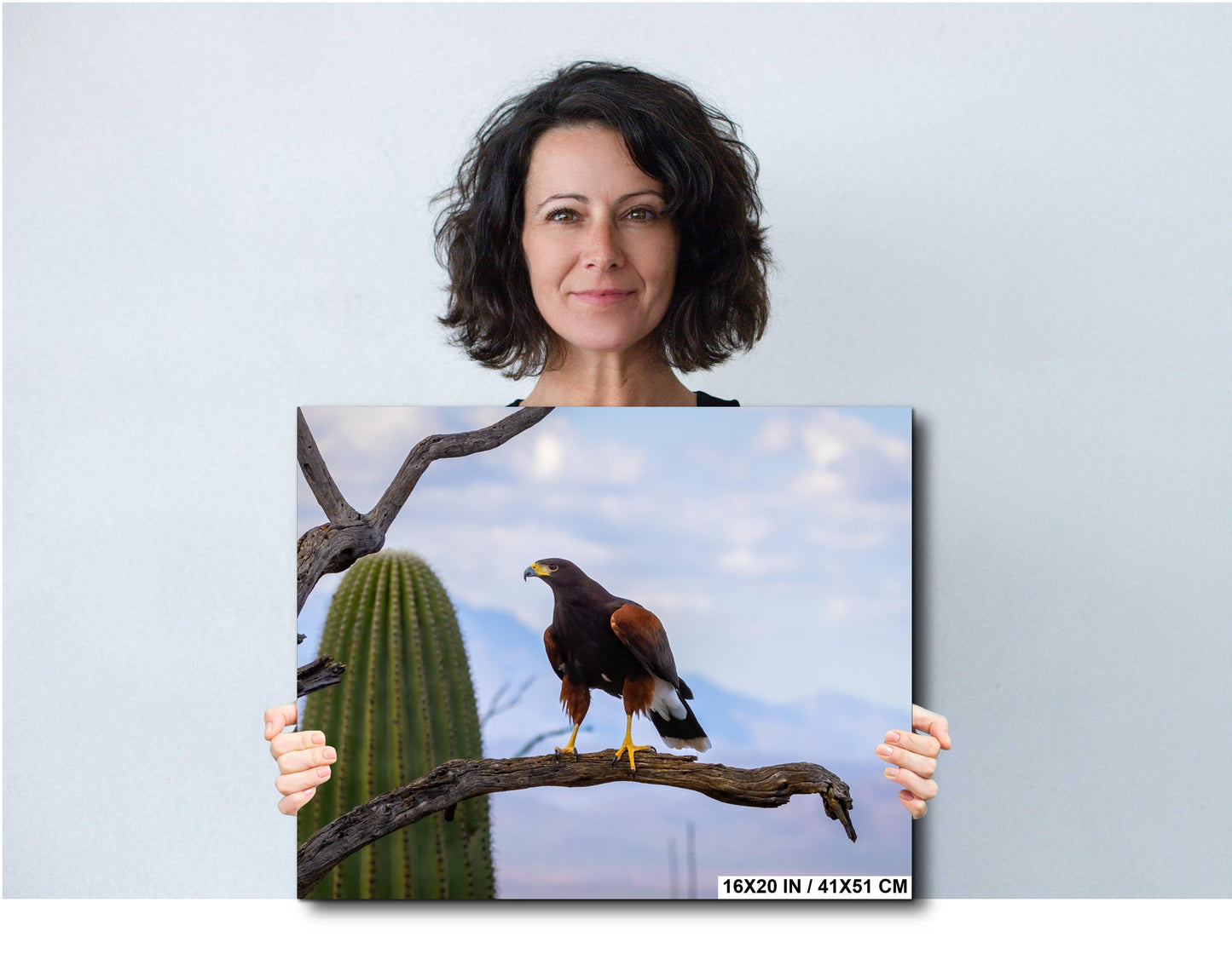 Harris's Hawk Desert Photography Print: Arizona Wildlife Art