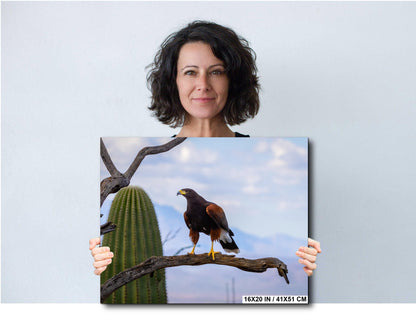 Harris's Hawk Desert Photography Print: Arizona Wildlife Art