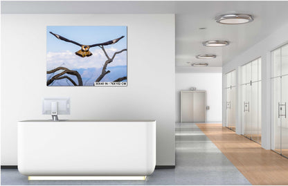 Crested Caracara in Flight: Arizona Desert Wildlife Photography Print