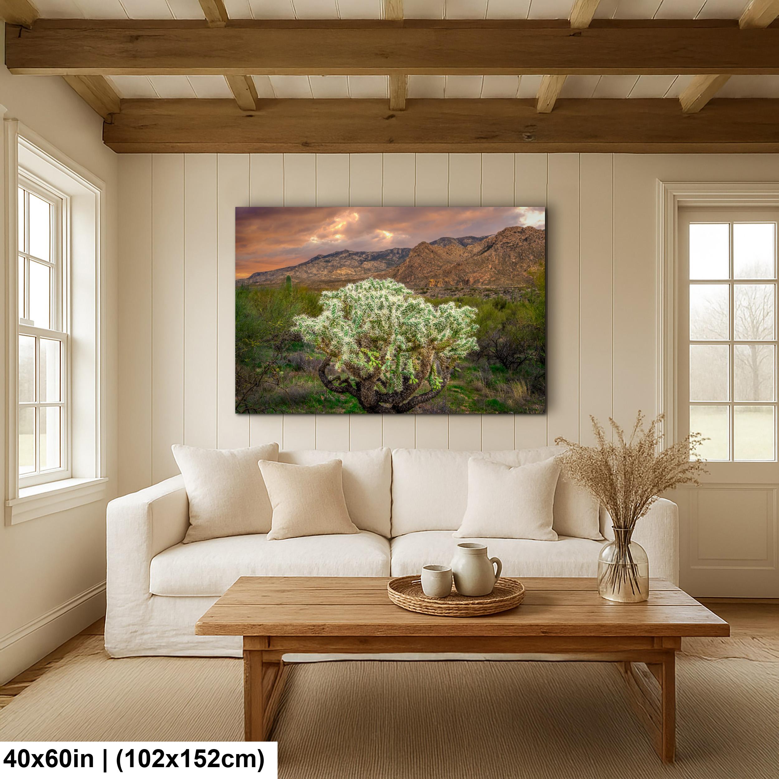 Cholla Cactus at Sunset - Catalina State Park Tucson Arizona Photography Print