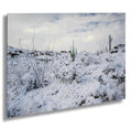 Saguaro National Park Winter Snow Print: Tucson Desert Photography