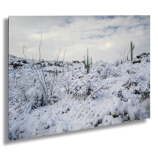 Saguaro Desert Wall Art – Winter Cactus Print | Rare Snowfall Photography Tucson