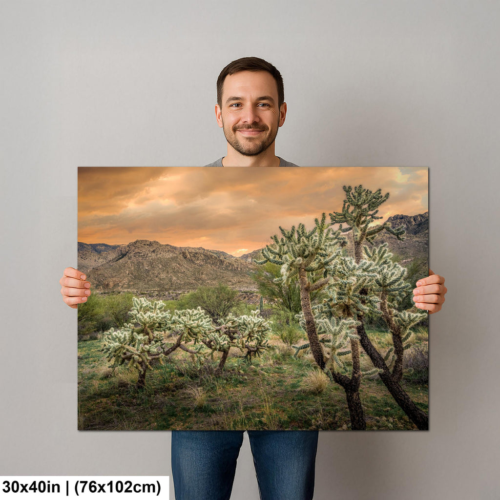 Cholla Cactus at Sunset in Catalina State Park Tucson Arizona Photography Print