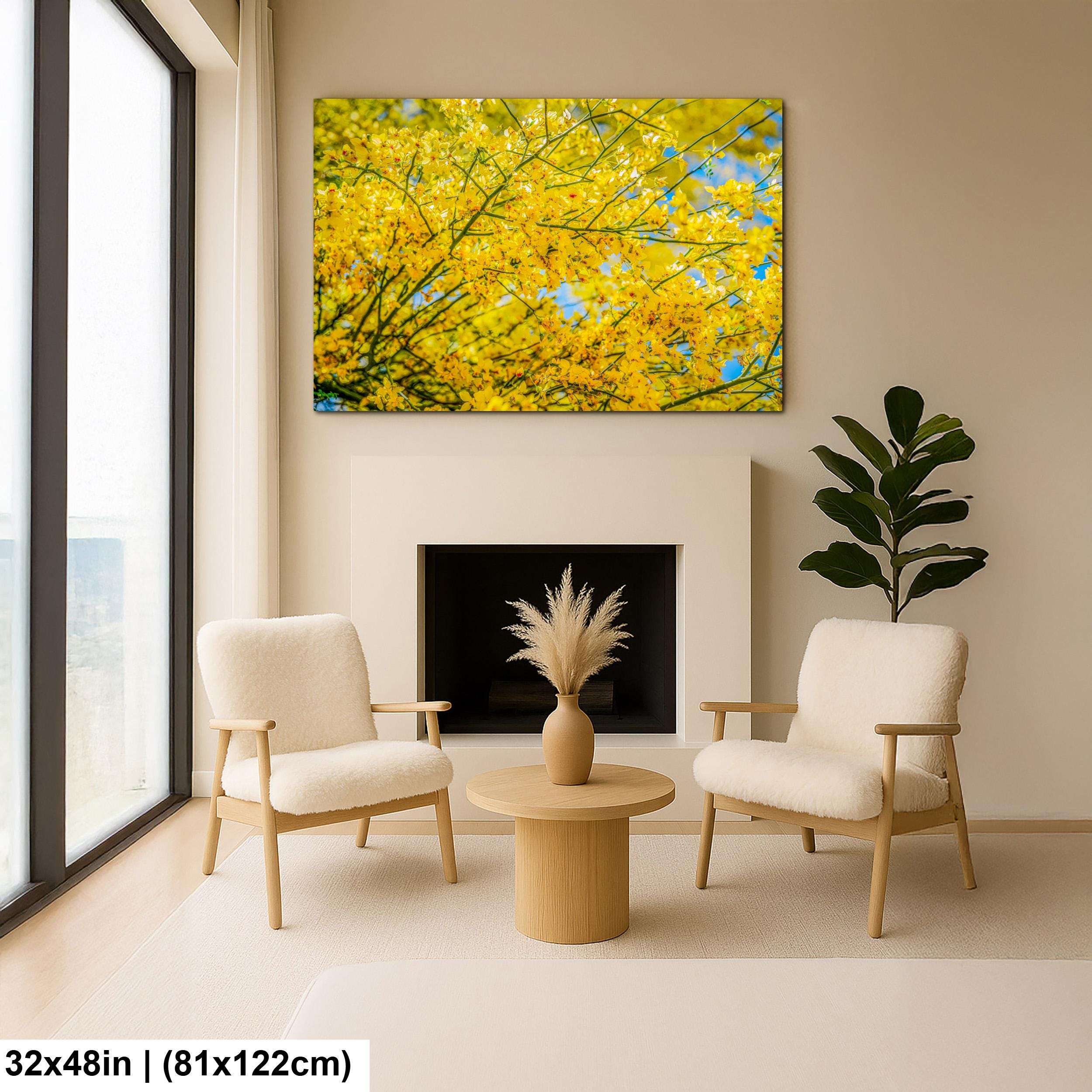 Palo Verde Spring Bloom Photography Print, Saguaro National Park Tucson Arizona, Yellow Desert Flowers Wall Art