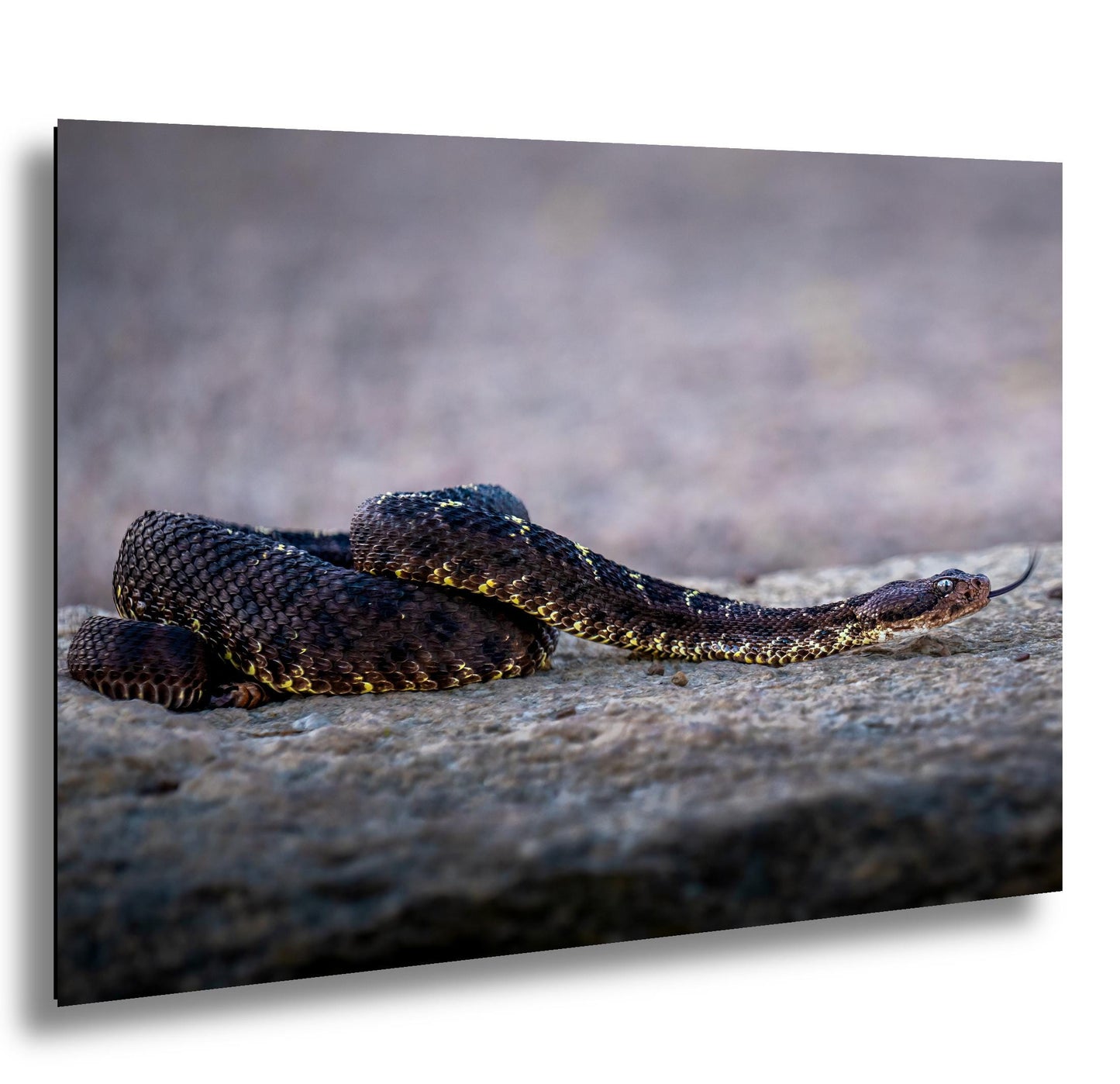 Black Rattlesnake Print - Arizona Desert Wildlife Art | Fine Canvas Wall Decor