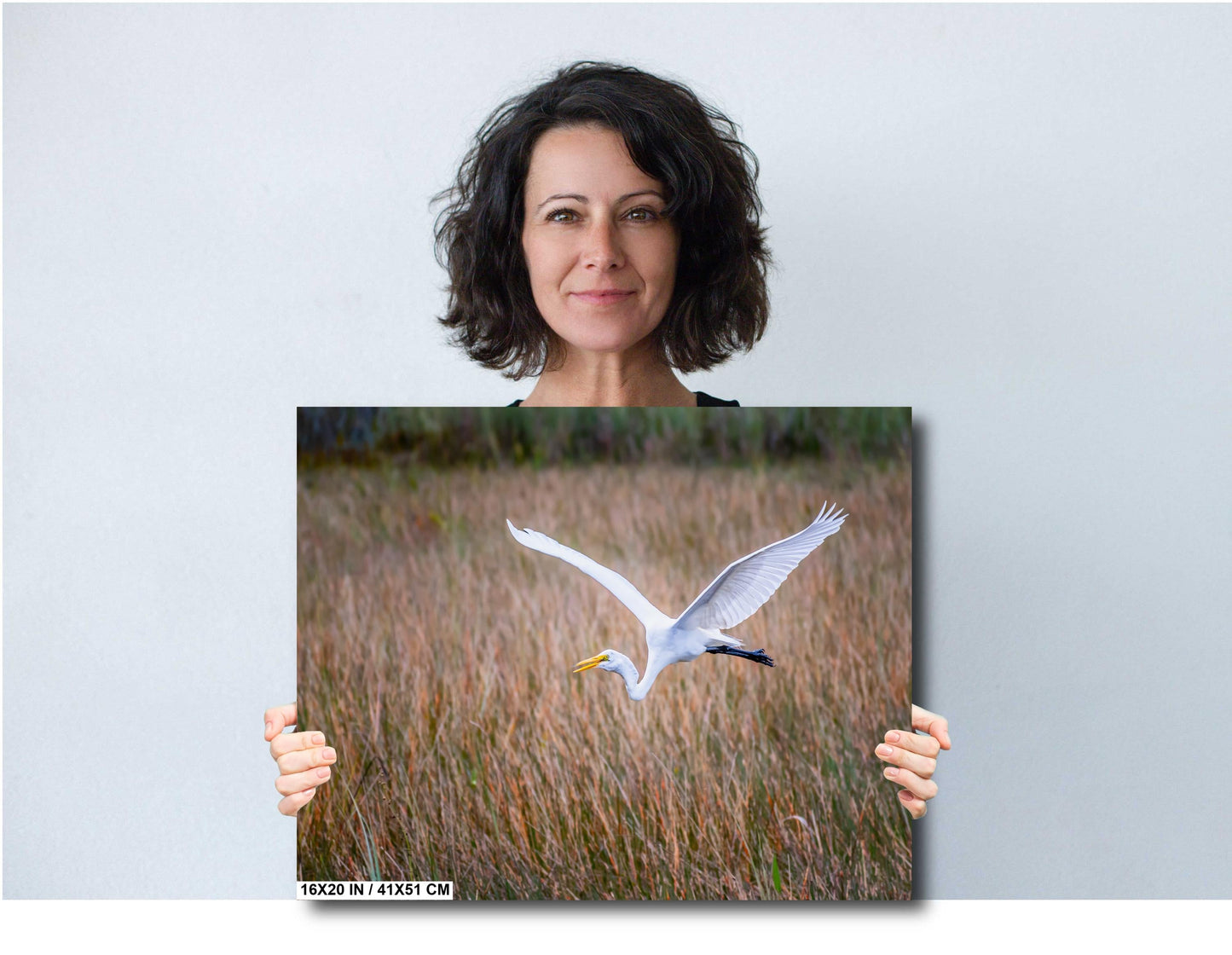 Everglades Egret In Flight: Great White Egret Everglades National Park Florida Print Wall Art Photography Aluminum/Acrylic/Metal/Canvas
