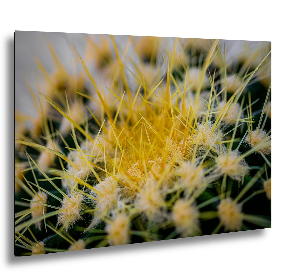 Golden Barrel Cactus: Yellow Spines Macro Botanical Photography Wall Art