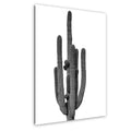 Black and white image of a cactus on a white background