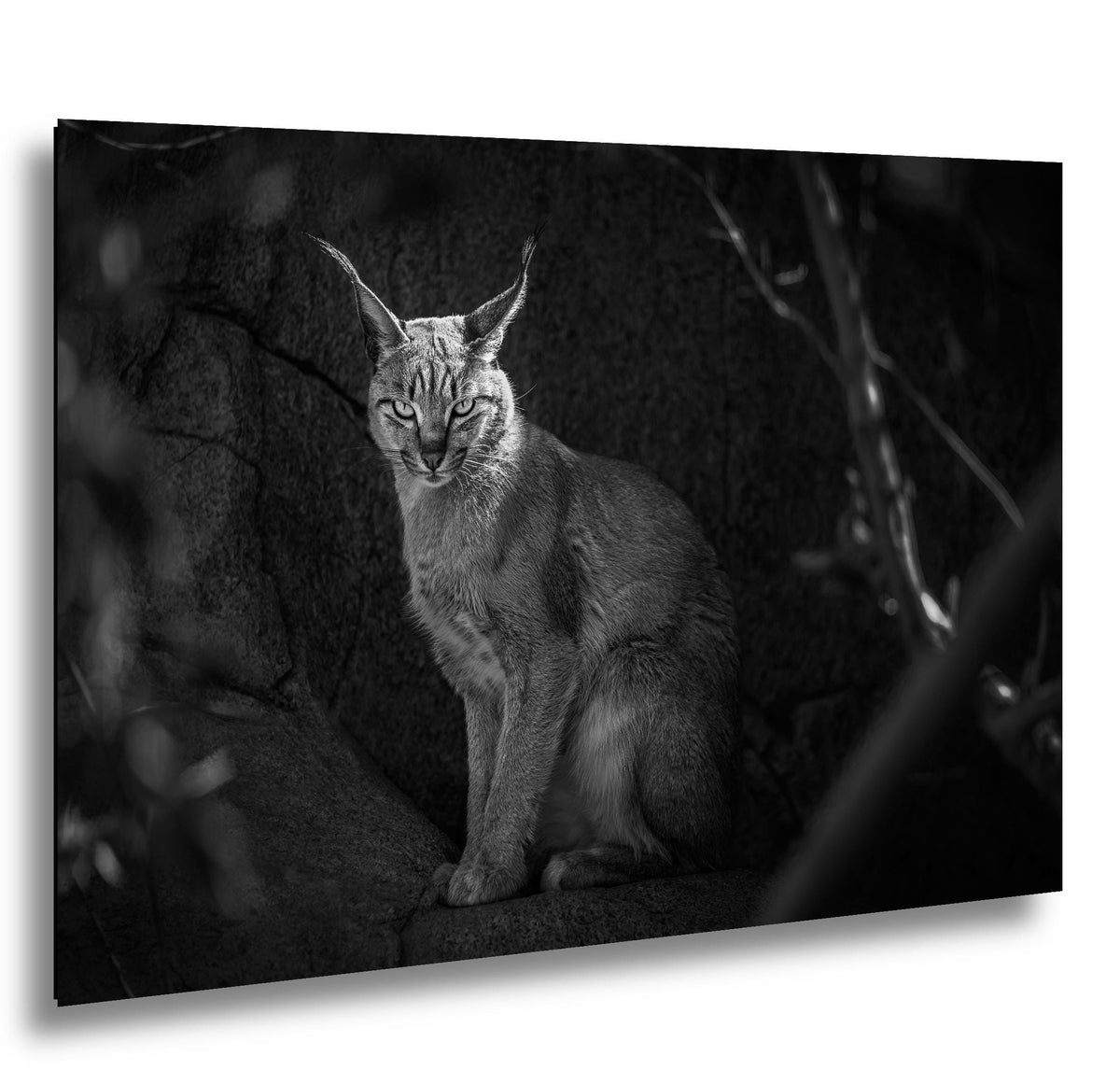 Caracal Wild Cat: African Animal Black and White Photography Wall Art Decor