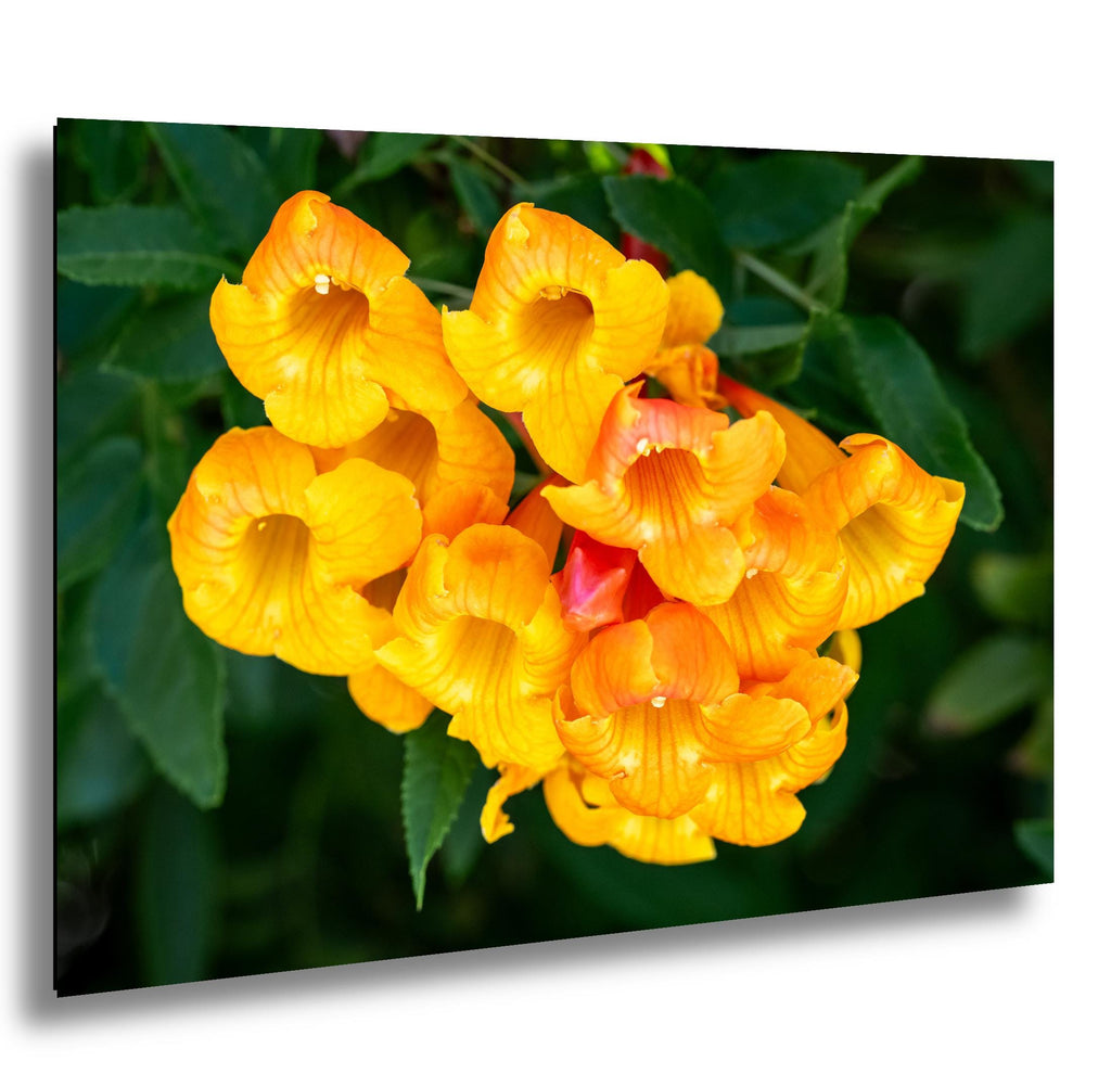 Yellow Bells Flower Print: Tucson Botanical Photography, Arizona Nature Art
