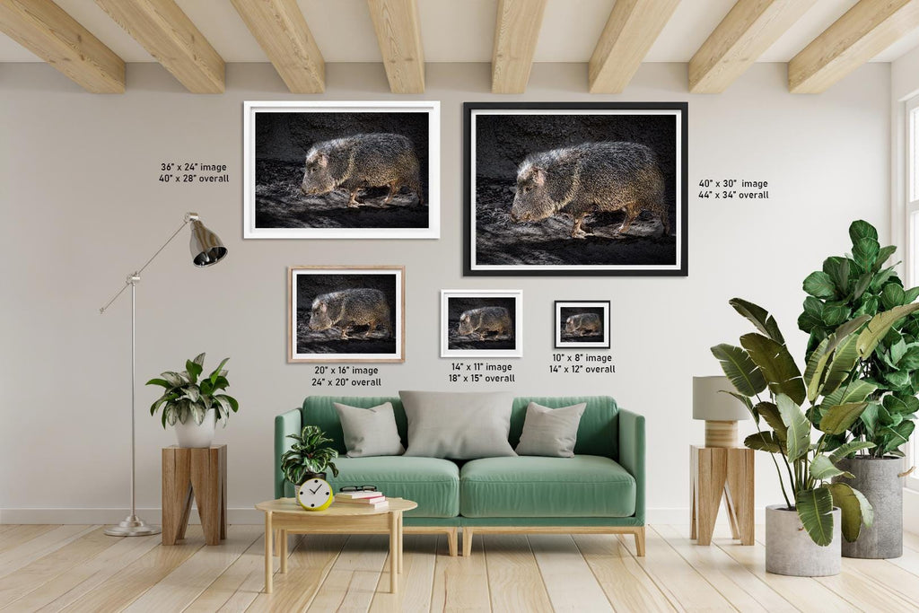 Javelina: Collared Peccary Desert Animal Close Up Photo Wall Art Home Decor