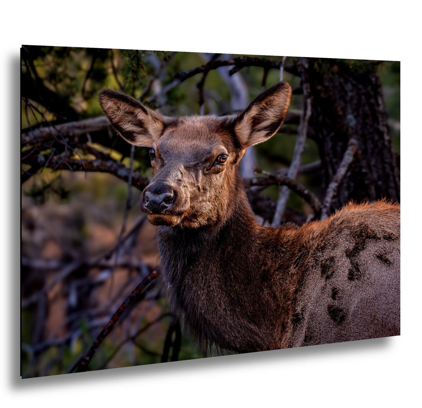 Young Elk Portrait, Arizona Wildlife Wall Art, Forest Animal Nature Decor Photography Print