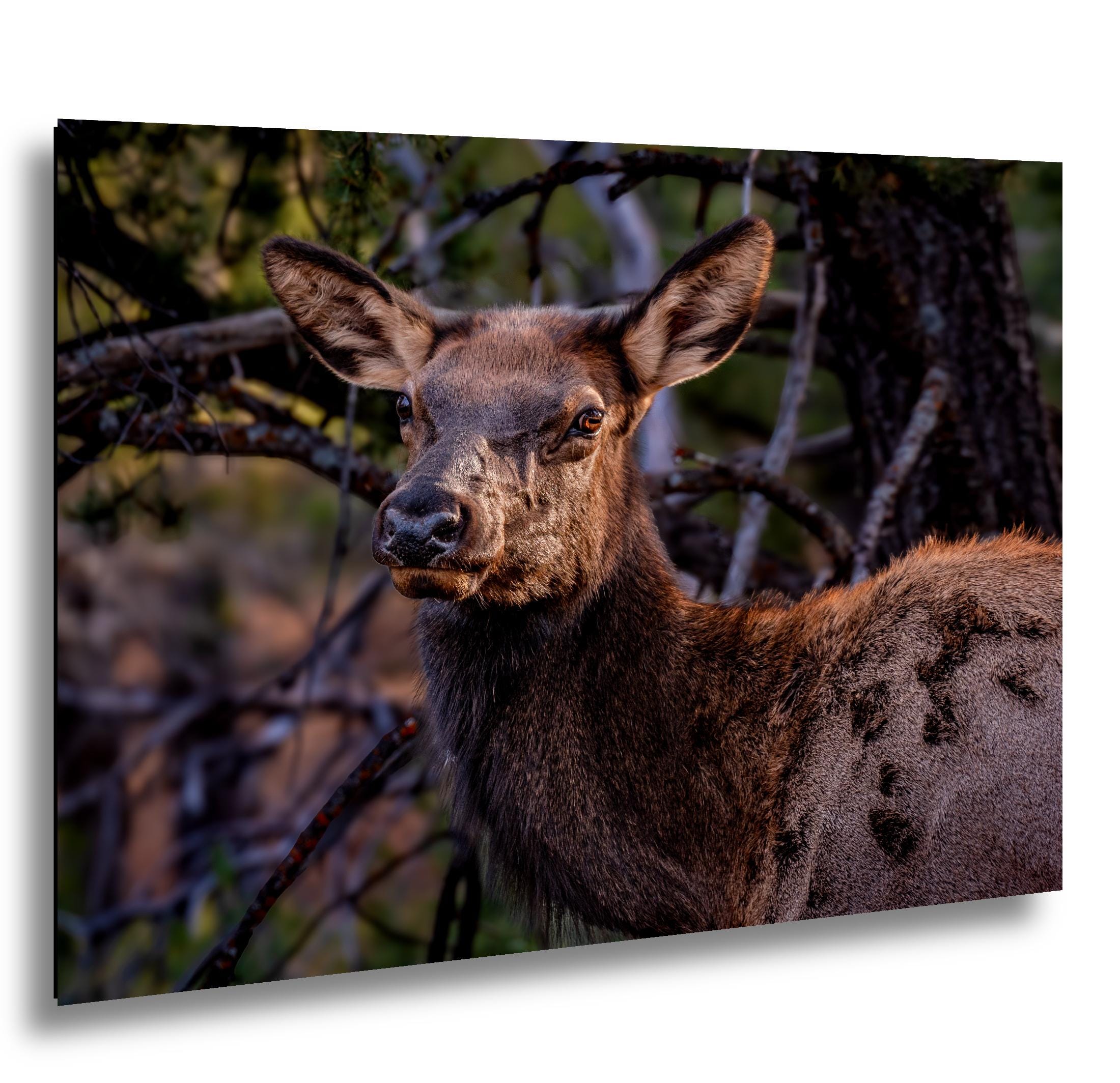 Young Elk Portrait, Arizona Wildlife Wall Art, Forest Animal Nature Decor Photography Print