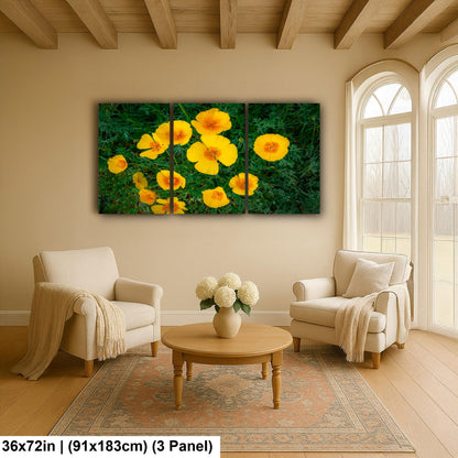 California Poppy Flowers in Bloom - Sonoran Desert Arizona - Tucson Catalina State Park Photography Print