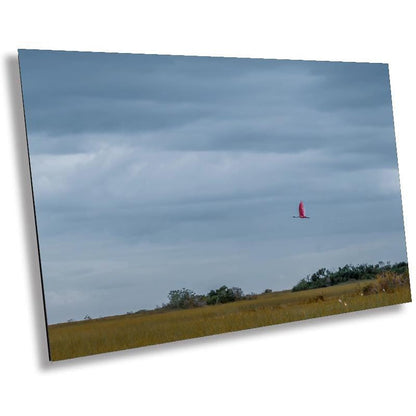 Everglades Roseate Spoonbill In Flight: Everglades National Park Florida Print Wall Art Bird Photography Aluminum/Acrylic/Metal/Canvas