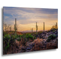 Sonoran Desert Valley Sunset with Saguaros - Saguaro National Park East Tucson Photography Print