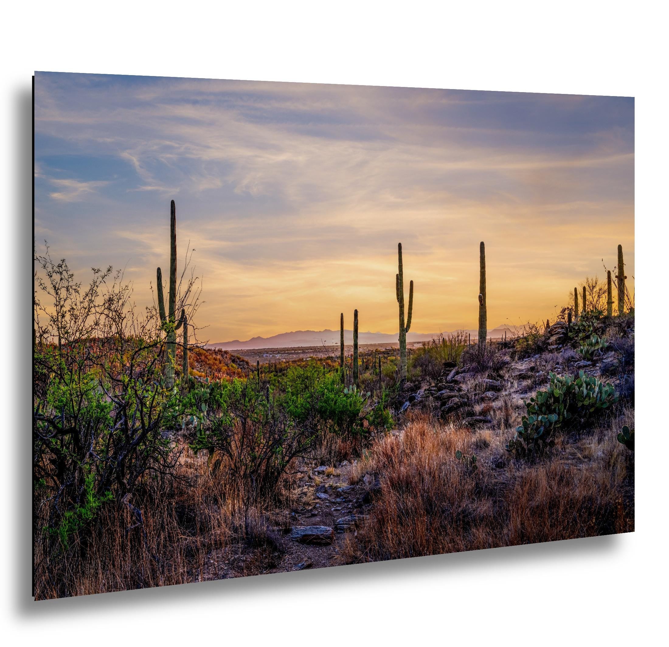 Sonoran Desert Valley Sunset with Saguaros - Saguaro National Park East Tucson Photography Print