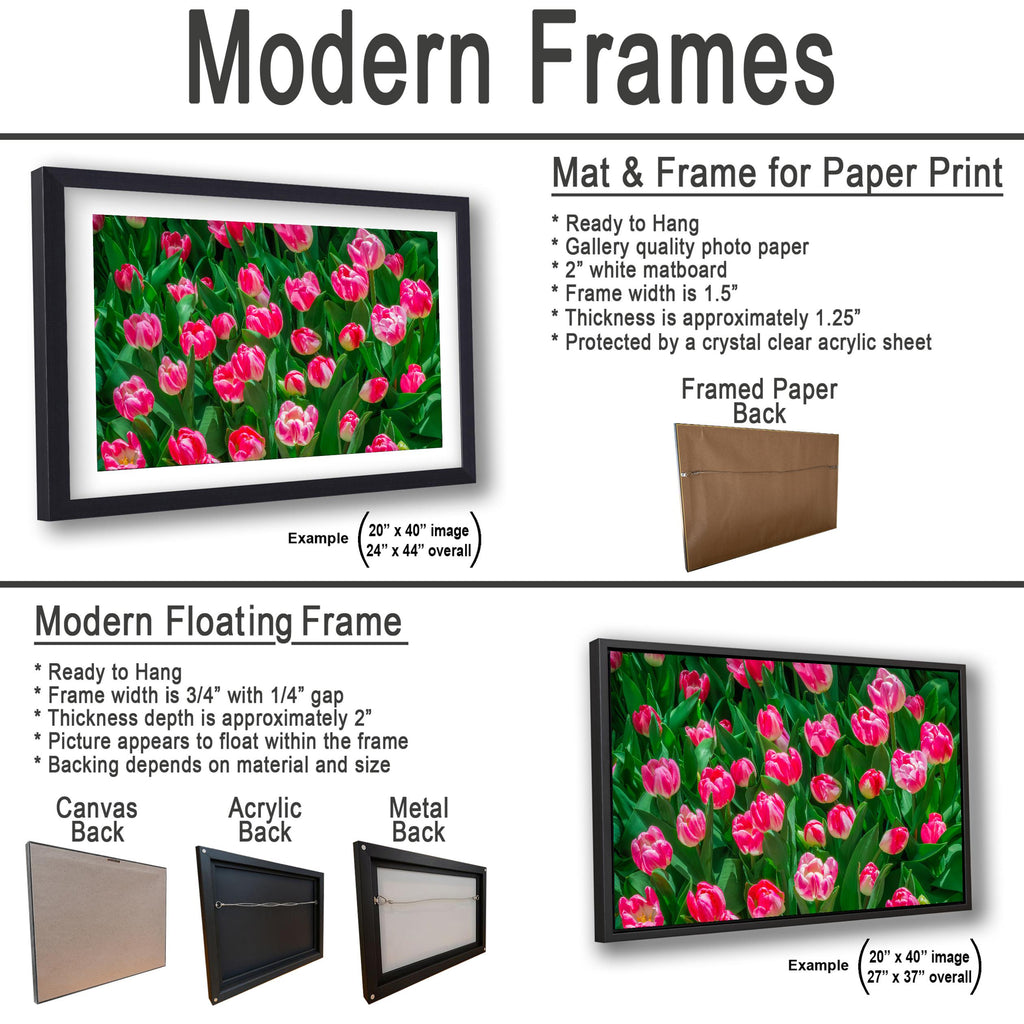 Pink Harmony: Pink Tulips Las Vegas Nevada Flower Photography Wall Art