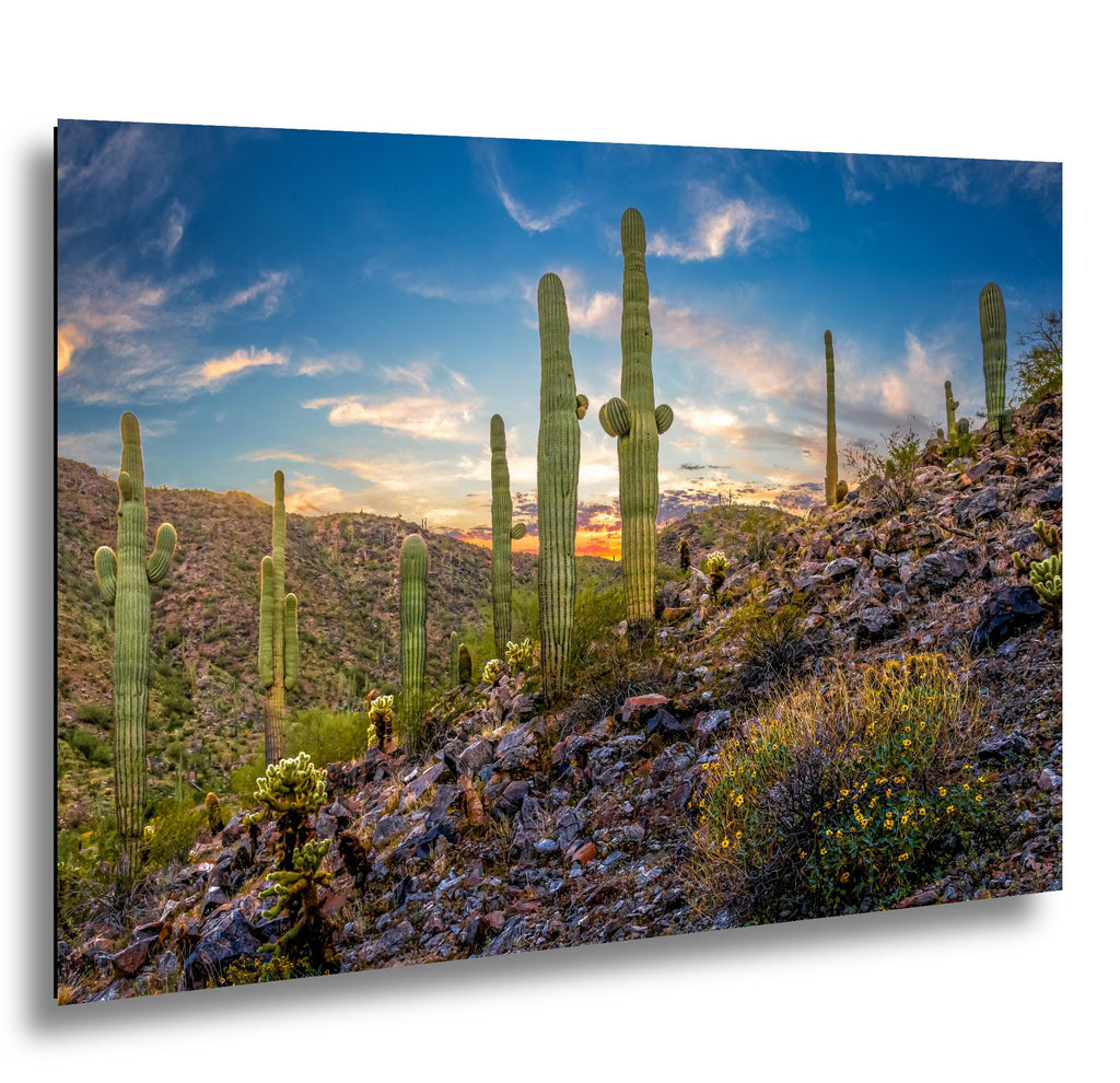 Sonoran Desert Saguaros at Sunset, Casa Grande Arizona Photography Wall Art