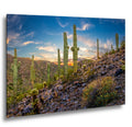 Sonoran Desert Saguaros at Sunset, Casa Grande Arizona Photography Wall Art