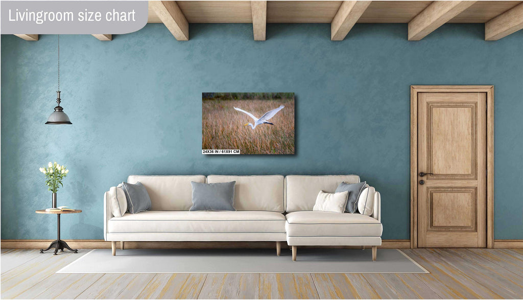 Everglades Egret In Flight: Great White Egret Everglades National Park Florida Print Wall Art Photography Aluminum/Acrylic/Metal/Canvas