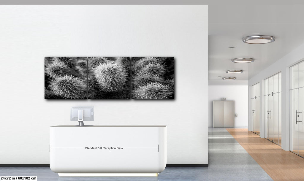 Cholla Cactus Spines Black and White - Saguaro National Park East Tucson Photography Print